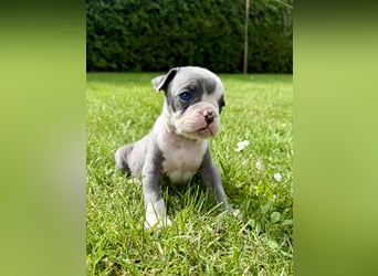 Old English Bulldog OEB Gesunde Sportliche Welpen aus seriöser Familienzucht!