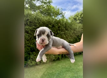 Sportliche Old English Bulldog aus seriöser Familienzucht