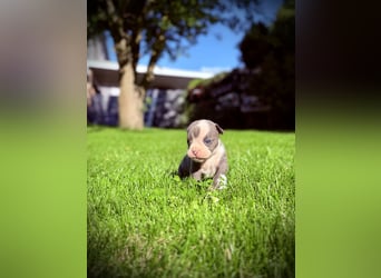 Sportliche Old English Bulldog aus seriöser Familienzucht