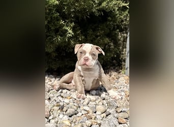 Sportliche Old English Bulldog aus seriöser Familienzucht