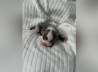 Sportliche Old English Bulldog aus seriöser Familienzucht