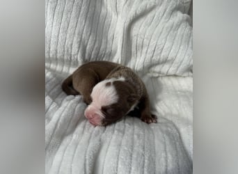 Sportliche Old English Bulldog aus seriöser Familienzucht