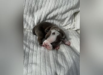 Sportliche Old English Bulldog aus seriöser Familienzucht