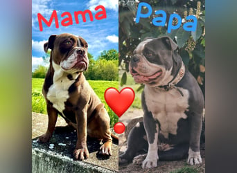 Old English Bulldog OEB Gesunde Sportliche Welpen aus seriöser Familienzucht!