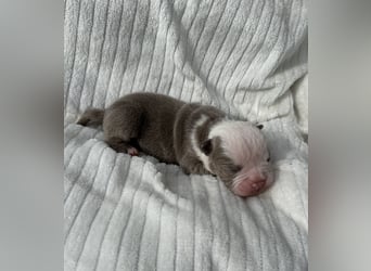 Sportliche Old English Bulldog aus seriöser Familienzucht
