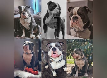 Sportliche Old English Bulldog aus seriöser Familienzucht