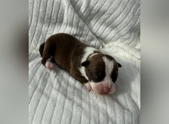 Sportliche Old English Bulldog aus seriöser Familienzucht