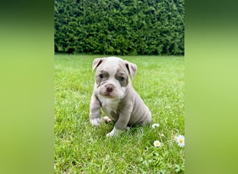 Old English Bulldog OEB Gesunde Sportliche Welpen aus seriöser Familienzucht!