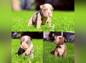 Sportliche Old English Bulldog aus seriöser Familienzucht