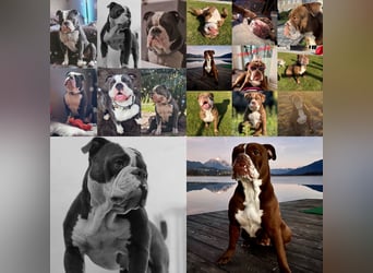 Old English Bulldog OEB Gesunde Sportliche Welpen aus seriöser Familienzucht!