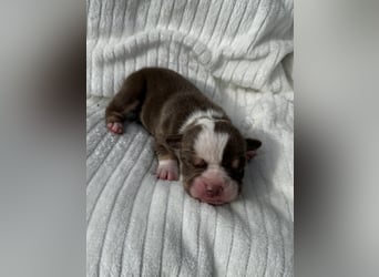 Sportliche Old English Bulldog aus seriöser Familienzucht