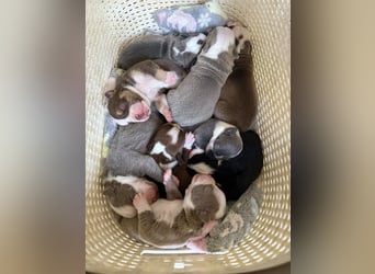 Sportliche Old English Bulldog aus seriöser Familienzucht