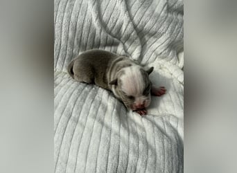 Sportliche Old English Bulldog aus seriöser Familienzucht