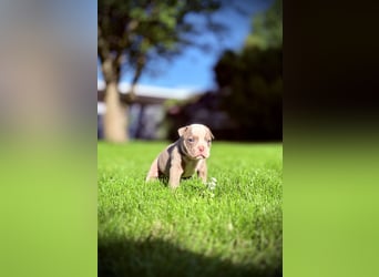 Sportliche Old English Bulldog aus seriöser Familienzucht