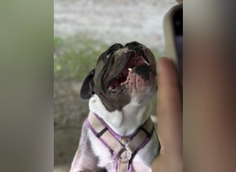 Old English Bulldogg