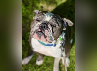 Old English Bulldogg