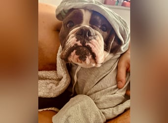 Old English Bulldogg