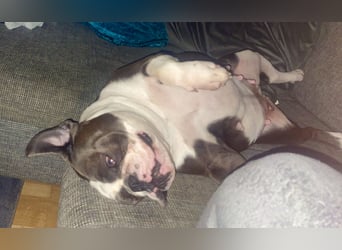 Old English Bulldogg