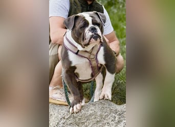 Old English Bulldogg