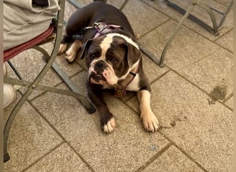 Old English Bulldogg