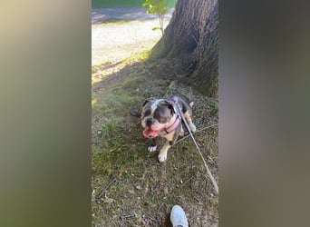 Old English Bulldogg