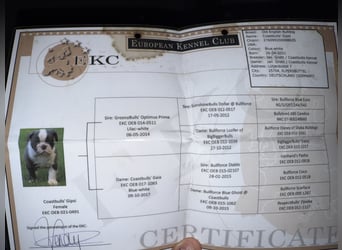 Old English Bulldogg