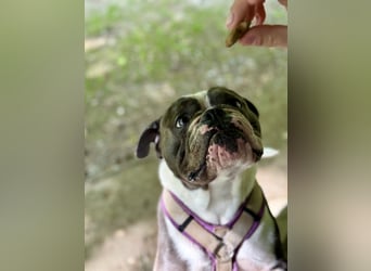 Old English Bulldogg