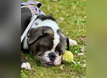 Old English Bulldogg