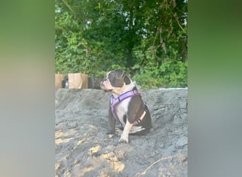 Old English Bulldogg