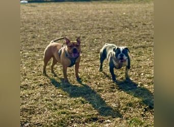 Old English Bulldogg