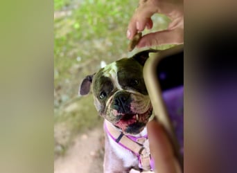 Old English Bulldogg