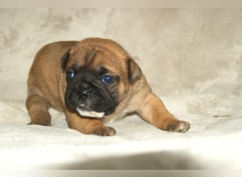 Continental Bulldog Welpen VDH/CBCD - The Loki Bull