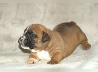 Continental Bulldog Welpen VDH/CBCD - The Loki Bull