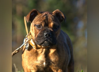Continental Bulldog Welpen VDH/CBCD - The Loki Bull