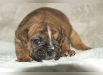 Continental Bulldog Welpen VDH/CBCD - The Loki Bull