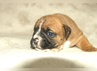 Continental Bulldog Welpen VDH/CBCD - The Loki Bull