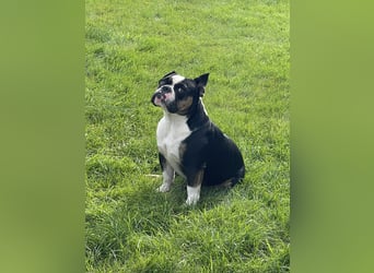 Old englische Bulldogge