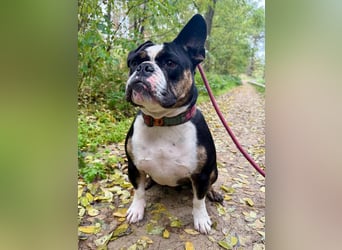 Old englische Bulldogge