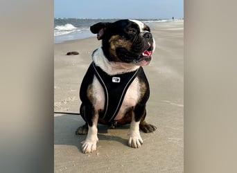 Old englische Bulldogge