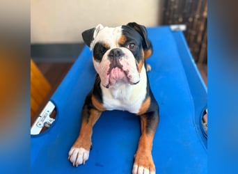 Menschenbezogener Old English Bulldog Bobby wartet in 13347 Berlin.
