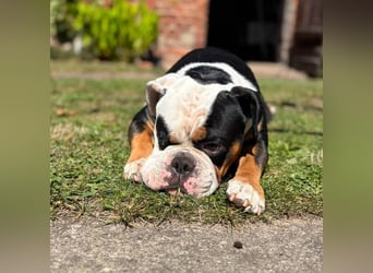 Menschenbezogener Old English Bulldog Bobby wartet in 13347 Berlin.