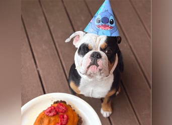 Menschenbezogener Old English Bulldog Bobby wartet in 13347 Berlin.