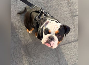 Menschenbezogener Old English Bulldog Bobby wartet in 13347 Berlin.