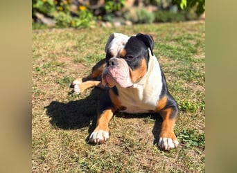 Menschenbezogener Old English Bulldog Bobby wartet in 13347 Berlin.