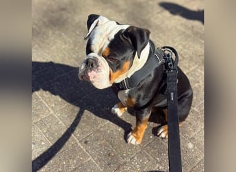 Menschenbezogener Old English Bulldog Bobby wartet in 13347 Berlin.