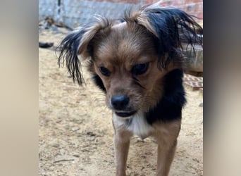 PAOLA-sehr freundlich, aufgeweckt, gesellig, unkompliziert sucht liebevolles Für-immer-Zuhause