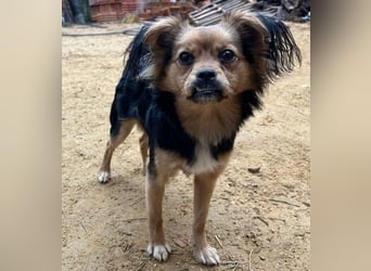 PAOLA-sehr freundlich, aufgeweckt, gesellig, unkompliziert sucht liebevolles Für-immer-Zuhause