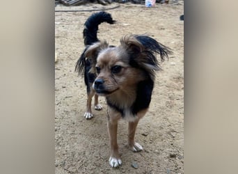 PAOLA-sehr freundlich, aufgeweckt, gesellig, unkompliziert sucht liebevolles Für-immer-Zuhause