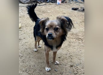 PAOLA-sehr freundlich, aufgeweckt, gesellig, unkompliziert sucht liebevolles Für-immer-Zuhause