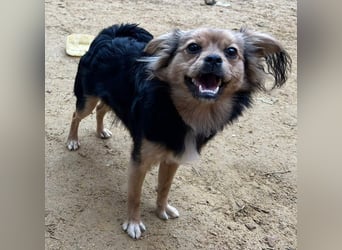 PAOLA-sehr freundlich, aufgeweckt, gesellig, unkompliziert sucht liebevolles Für-immer-Zuhause